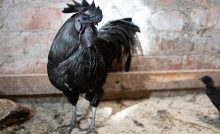 Ayam Cemani, sliepka, plemeno