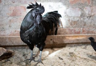 Ayam Cemani, sliepka, plemeno