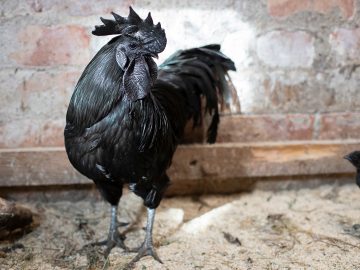 Ayam Cemani, sliepka, plemeno