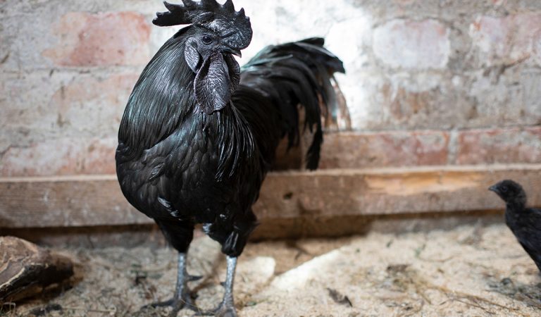 Ayam Cemani, sliepka, plemeno