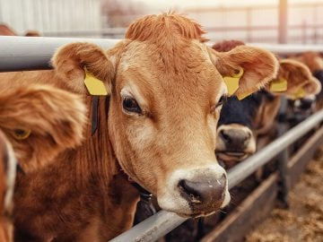 farma, hovädzí dobytok, dobytok, poľnohospodárstvo, kravy, ovce, Nový Zéland, kuriozity, klimatická zmena