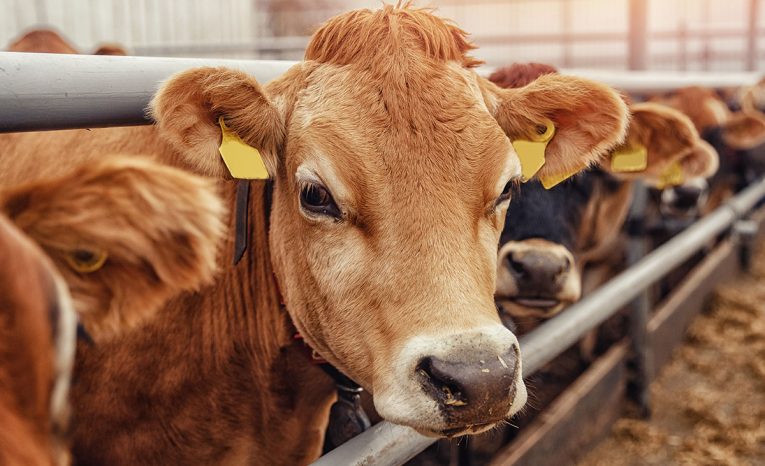 farma, hovädzí dobytok, dobytok, poľnohospodárstvo, kravy, ovce, Nový Zéland, kuriozity, klimatická zmena