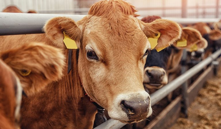 farma, hovädzí dobytok, dobytok, poľnohospodárstvo, kravy, ovce, Nový Zéland, kuriozity, klimatická zmena