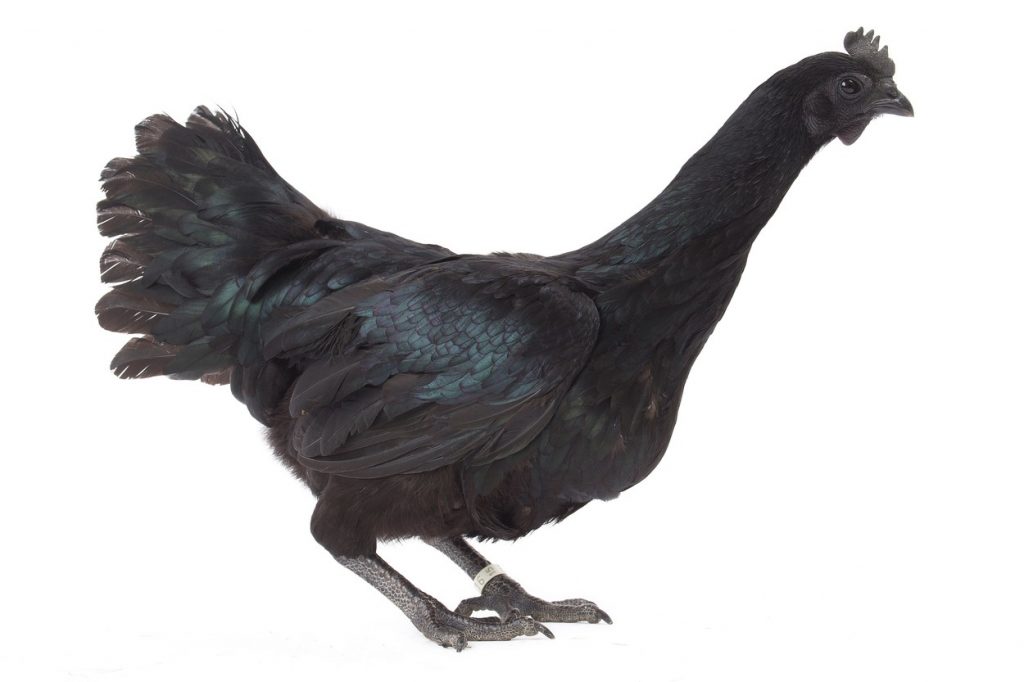 Ayam Cemani, sliepka, plemeno