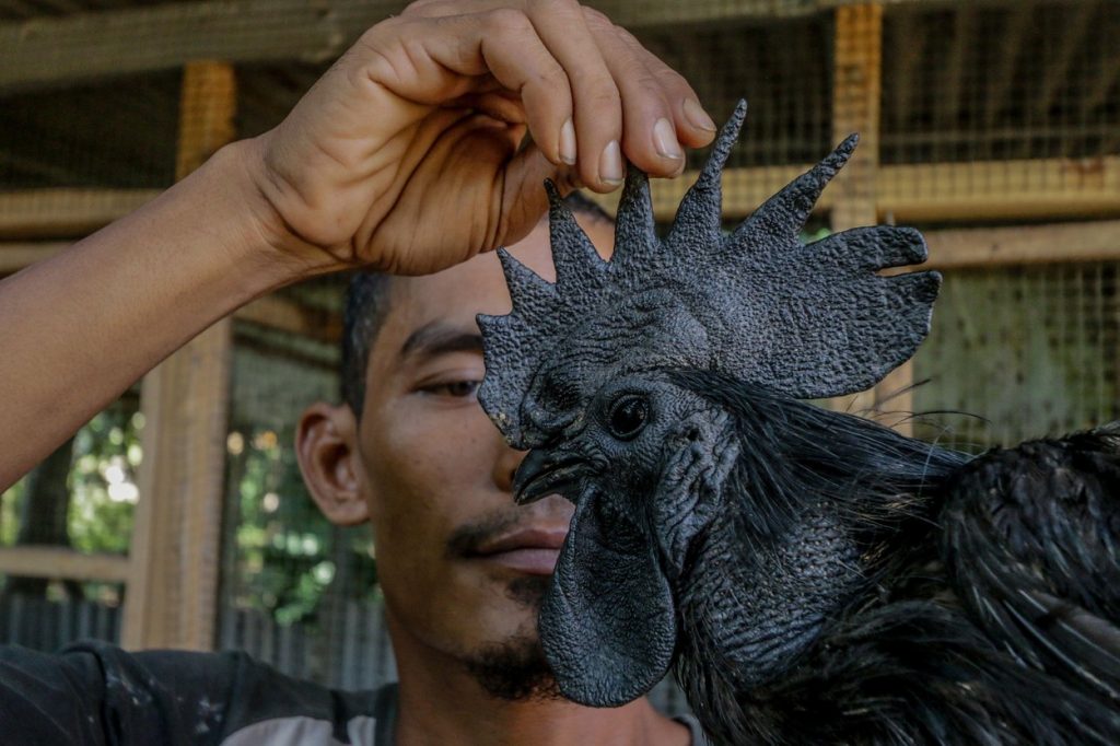 Ayam Cemani, sliepka, plemeno