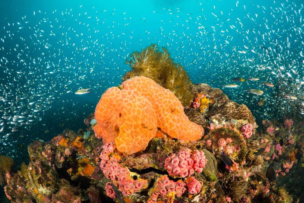 najdlhšie žijúce živočíchy na svete, košovka, glass sponge