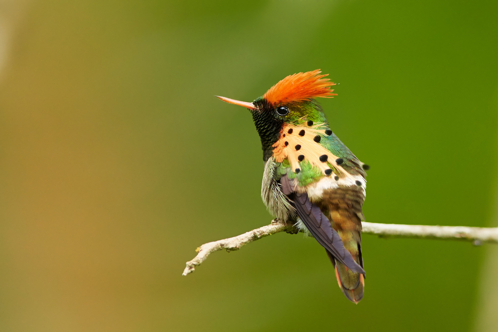 zvieratá, živočíchy, zvieracia ríša, fakty a zaujímavosti, Lophornis ornatus