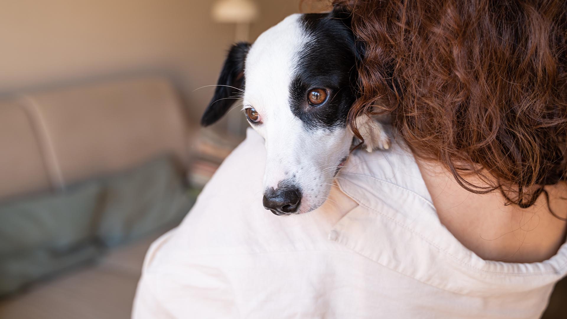 Ako ochrániť zvieratá pred ohňostrojom a delobuchmi? Toto radí slovenský veterinár