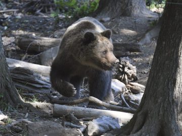 Dráma na severe Slovenska. Turistu napadol a uhryzol medveď, ako sa to skončilo?