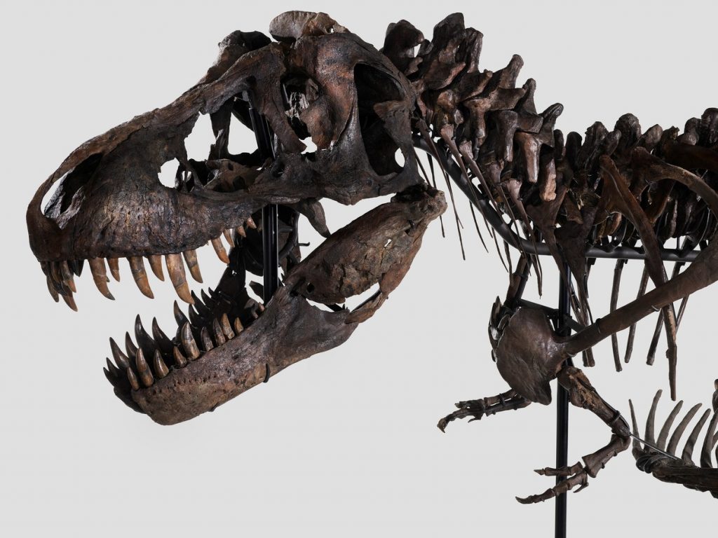 kostra, dinosaurus, dražba, tyranosaurus rex