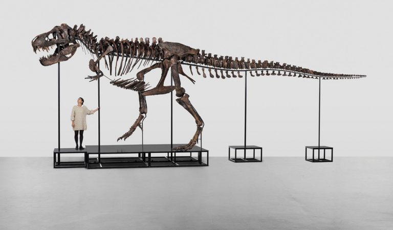 kostra, dinosaurus, dražba, tyranosaurus rex