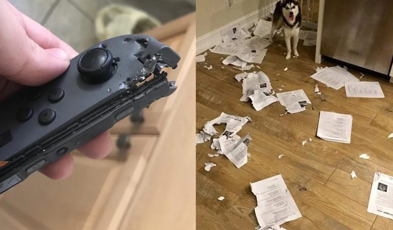 domáce zvieratko, pes, mačka, neporiadok, fail
