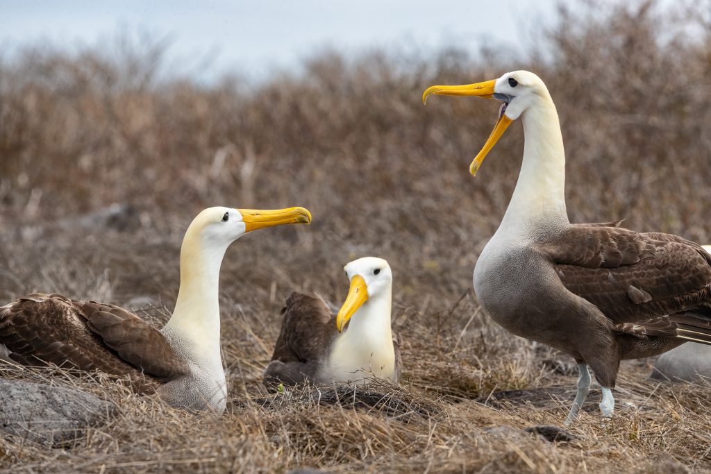 zvieratá, fakty a zaujímavosti, príroda, ríša zvierat, albatros, vták