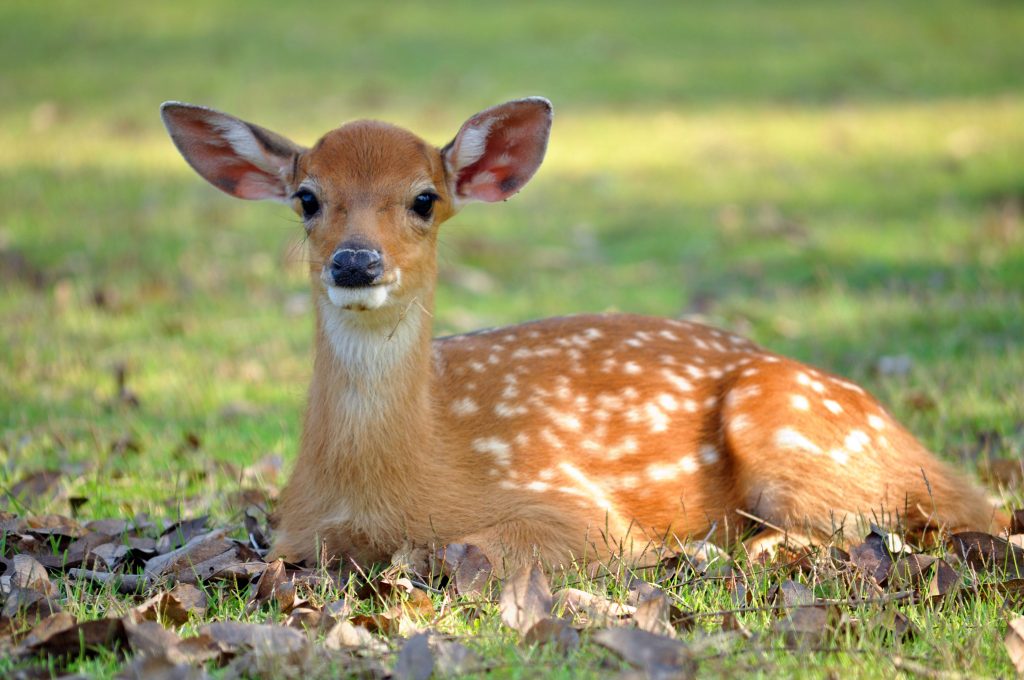 rozprávka, animovaná rozprávka, pôvod, originál, Bambi