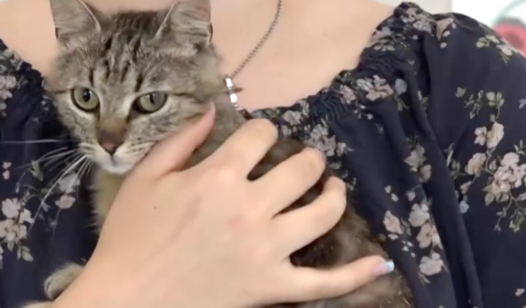 Na východe Slovenska strieľajú do domácich miláčikov. Jeden zomrel, ďalší musia žiť s nábojom v tele
