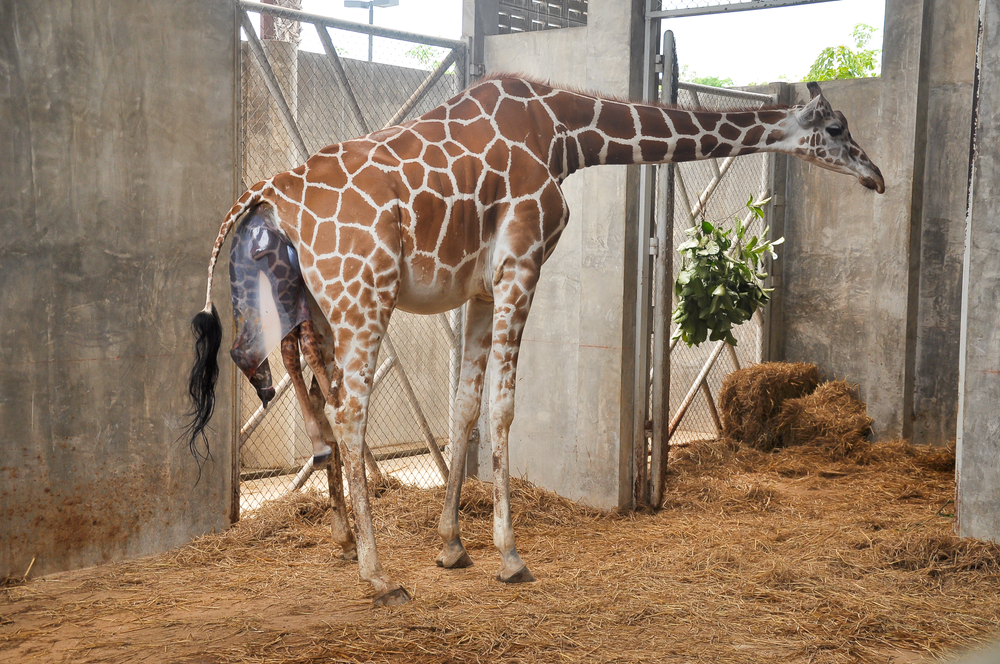 ZOO Dvůr Králové, žirafa, stádo, masaker, zviera, Česko, história, fakty a zaujímavosti