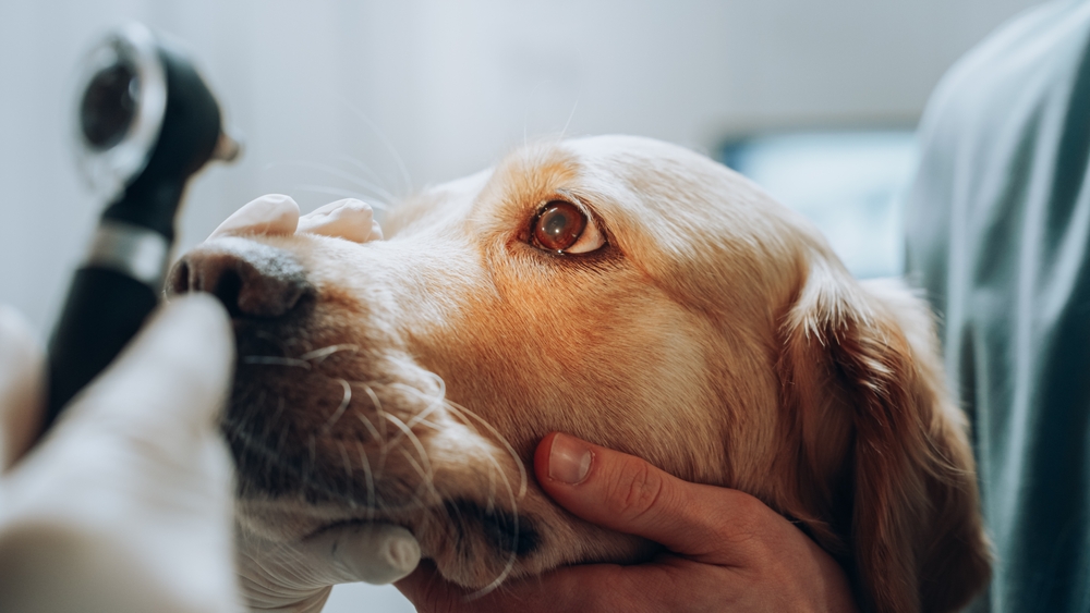 veterinár, zverolekár, pes, mačka, prehliadka, ambulancia, vtipné príhody