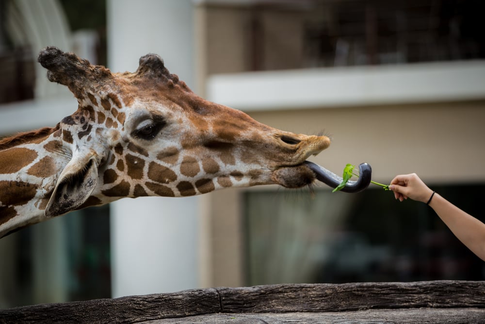 ZOO Dvůr Králové, žirafa, stádo, masaker, zviera, Česko, história, fakty a zaujímavosti