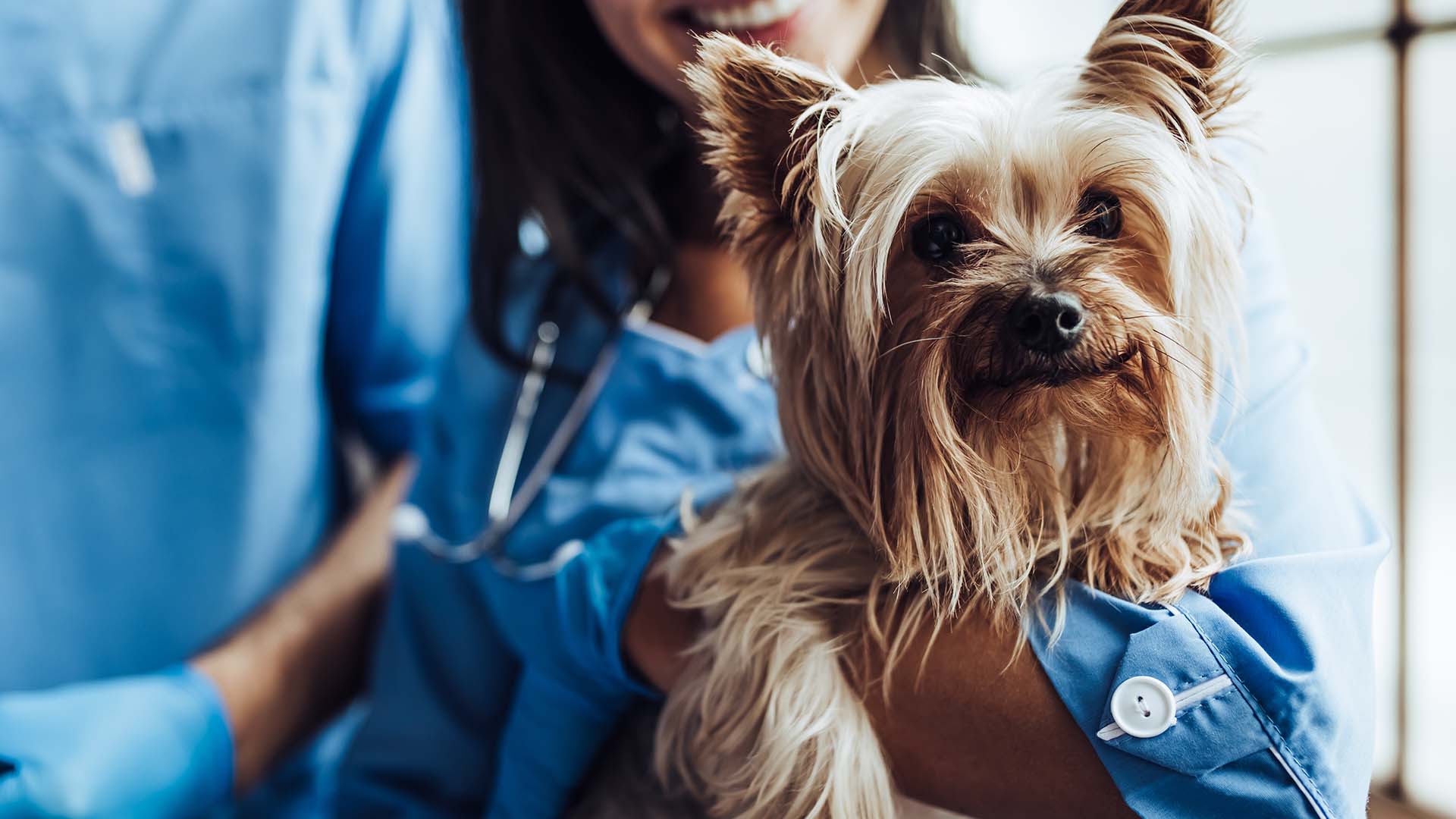 Namiesto mačky teniska? Veterinári sa podelili o bizarné príhody zo svojej práce