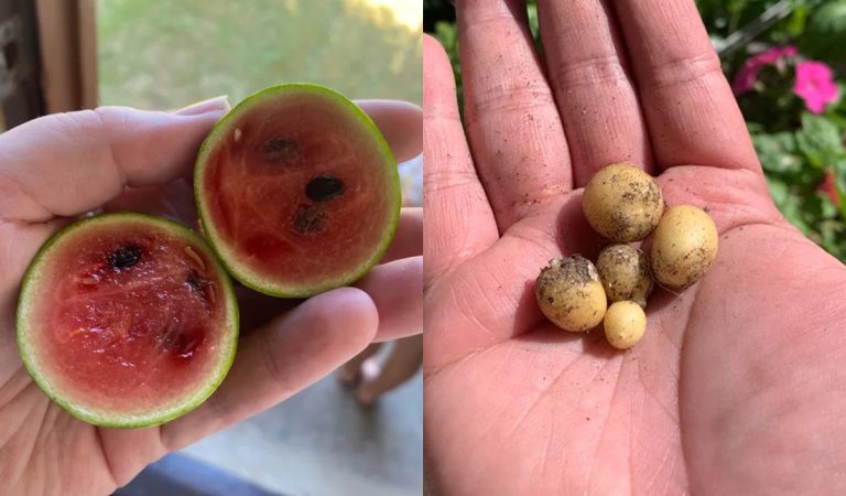 záhrada, pestovanie, ovocie, zelenina, vodný melón, zemiak, fail