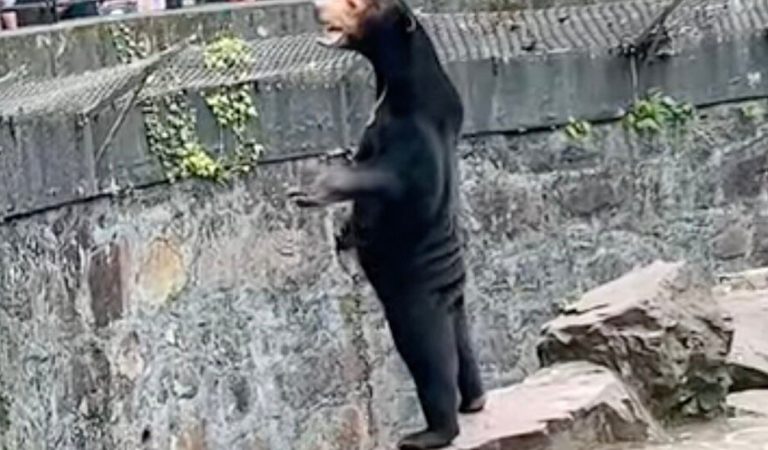Zoo vyvracia klebety, že ich medveď je prezlečený letný brigádnik