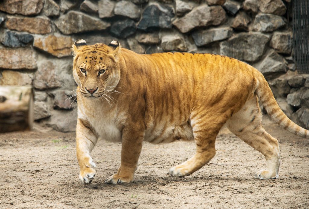 zoológia, neetické kríženie zvierat