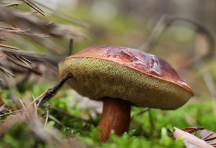 Otestuj sa: Sú tieto slovenské huby jedlé alebo nie?