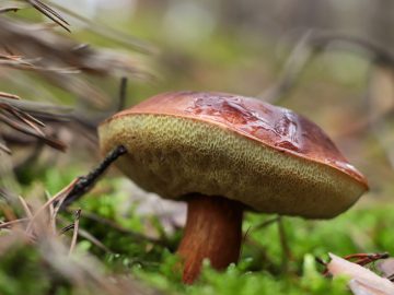 Otestuj sa: Sú tieto slovenské huby jedlé alebo nie?