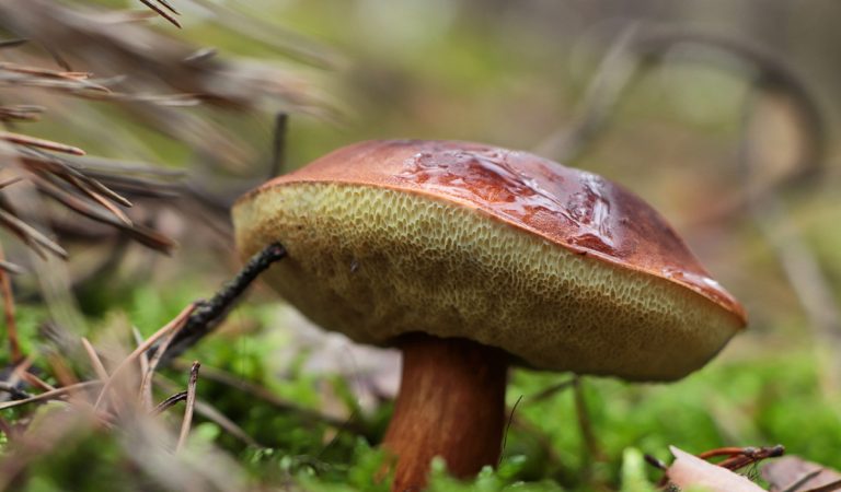 Otestuj sa: Sú tieto slovenské huby jedlé alebo nie?