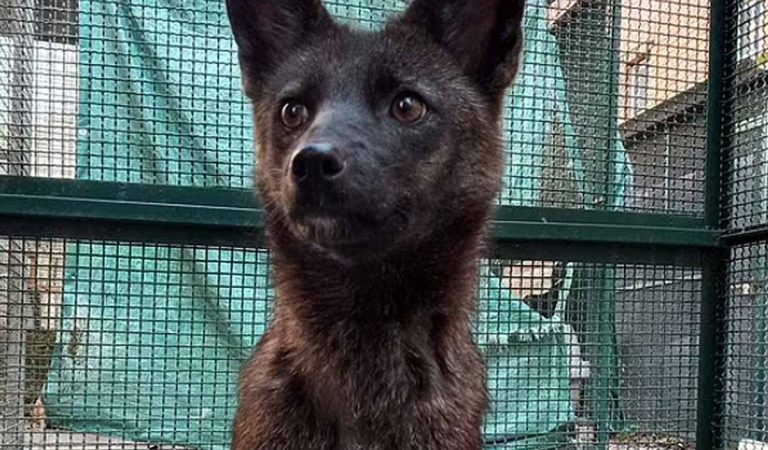 Ako líška a pes randili: Záhadný pôvod a tajomná smrť hybrida Dogxima