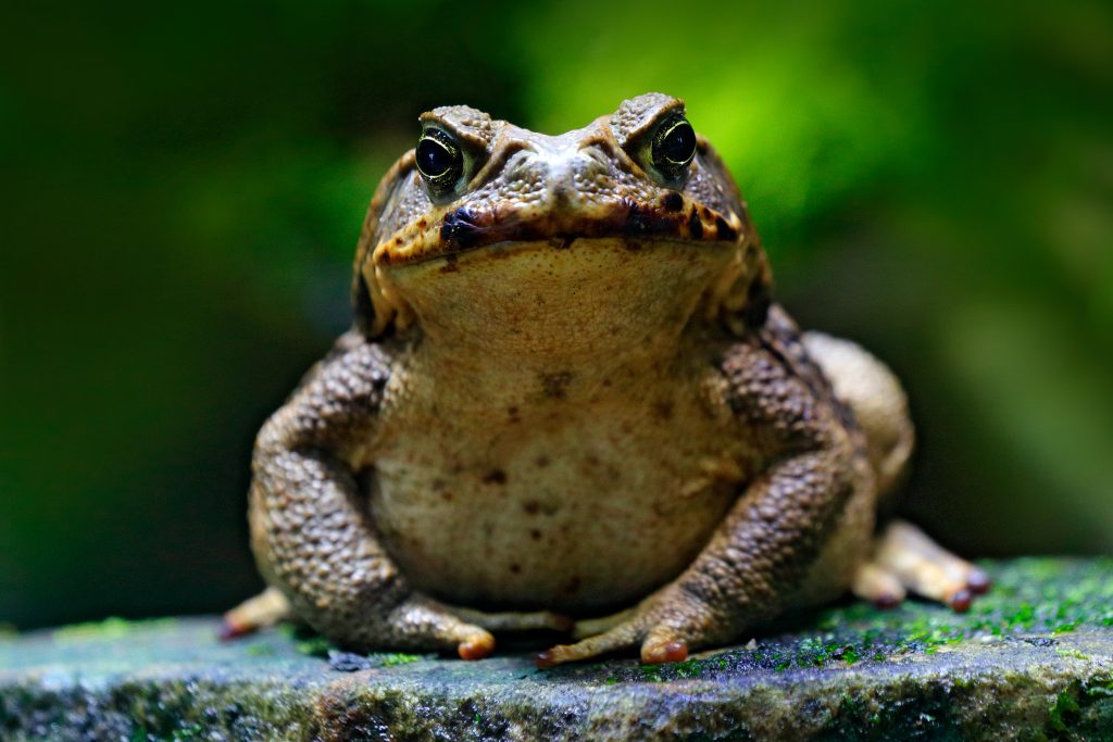 Top najčastejšie mýty zo života zvierat. Ako dieťa si im veril aj ty a možno im veríš dodnes