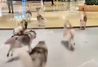 V nákupnom centre naháňali stovku husky psíkov, ktoré ušli zo psej kaviarne