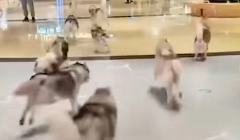 V nákupnom centre naháňali stovku husky psíkov, ktoré ušli zo psej kaviarne