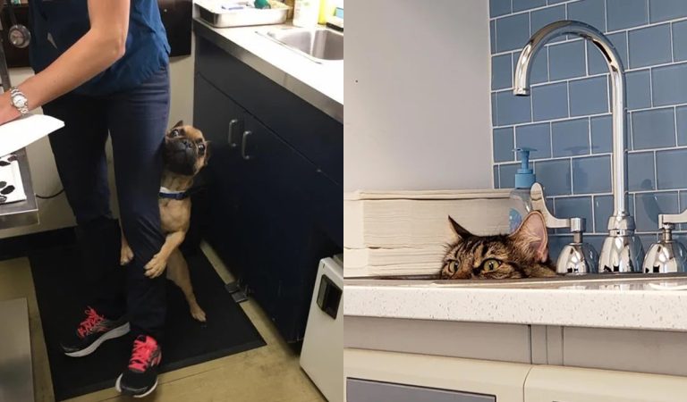 20 záberov z veterinárnych ambulancií, ktoré ťa pobavia