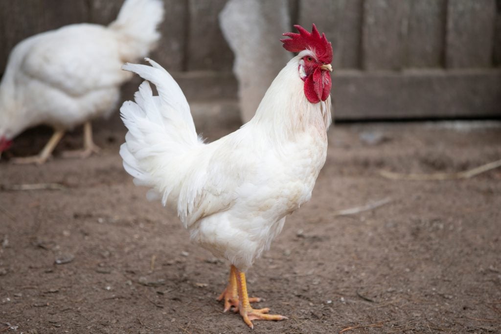 V Žiline sa udial nezvyčajný kriminálny prípad. Neznámy muž ukradol kohúta. Niečo sa v ňom pohlo a na druhý deň vtáka vrátil.