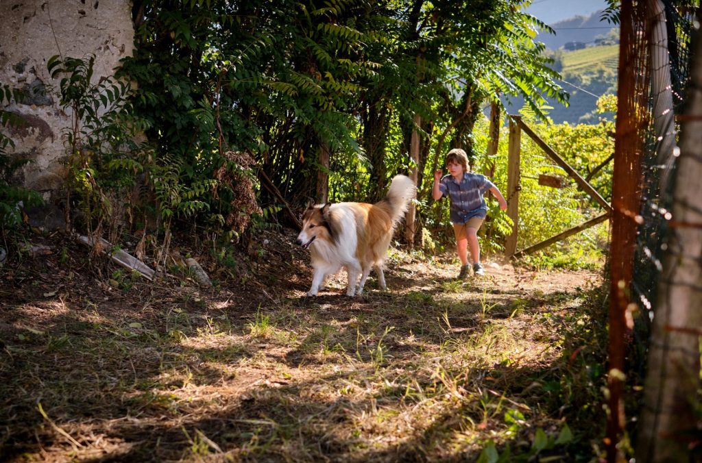 filmy, kino program, slovenské kino, Lassie: Nové dobrodružstvo, kino premiéra, filmová novinka, rodinný film, dobrodružný film