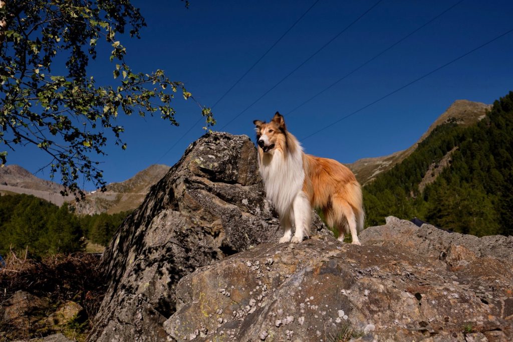 filmy, kino program, slovenské kino, Lassie: Nové dobrodružstvo, kino premiéra, filmová novinka, rodinný film, dobrodružný film