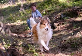 Ďalší príbeh známej kólie. 10 zaujímavostí o rodinnej novinke Lassie: Nové dobrodružstvo