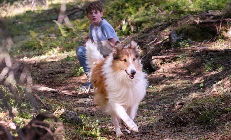 Ďalší príbeh známej kólie. 10 zaujímavostí o rodinnej novinke Lassie: Nové dobrodružstvo