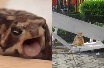 Instagramový profil zverejňuje bizarné fotky zvierat, ktoré pobavia aj teba