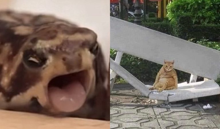 Profil na Instagrame zbiera bizarné fotky zvierat, ktoré pobavia aj teba