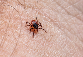 Majú ťa kliešte radšej než ostatných? Tieto skupiny ľudí sú pre kliešte najpríťažlivejšie