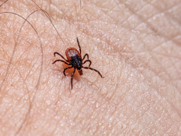 Majú ťa kliešte radšej než ostatných? Tieto skupiny ľudí sú pre kliešte najpríťažlivejšie