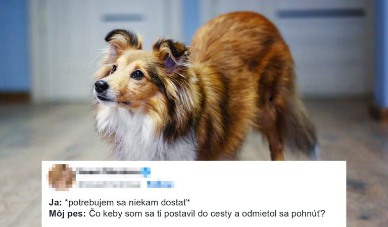 10 vtipných príspevkov z internetu, v ktorých sa nájde každý milovník psov