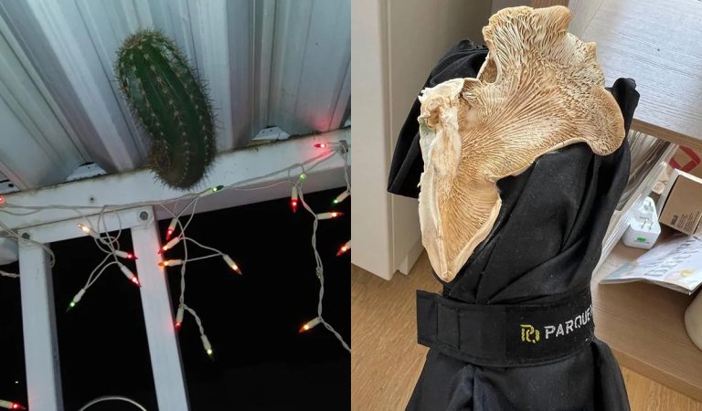 20 prípadov, keď niečo začalo rásť na miestach, kde to nikto nečakal