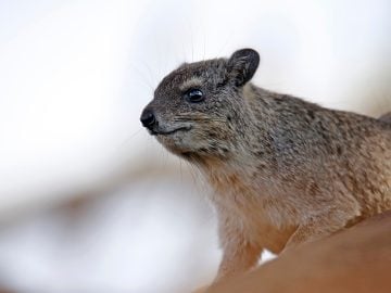 Momentálne najobľúbenejším zvieraťom na internete je drobný africký živočích zvaný hyrax. Na TikToku je skutočná hviezda!