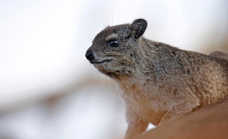 Momentálne najobľúbenejším zvieraťom na internete je drobný africký živočích zvaný hyrax. Na TikToku je skutočná hviezda!