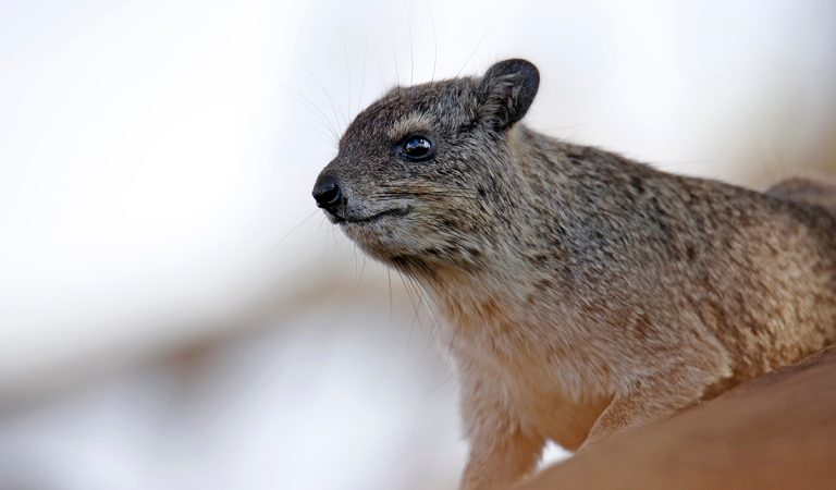 Momentálne najobľúbenejším zvieraťom na internete je drobný africký živočích zvaný hyrax. Na TikToku je skutočná hviezda!