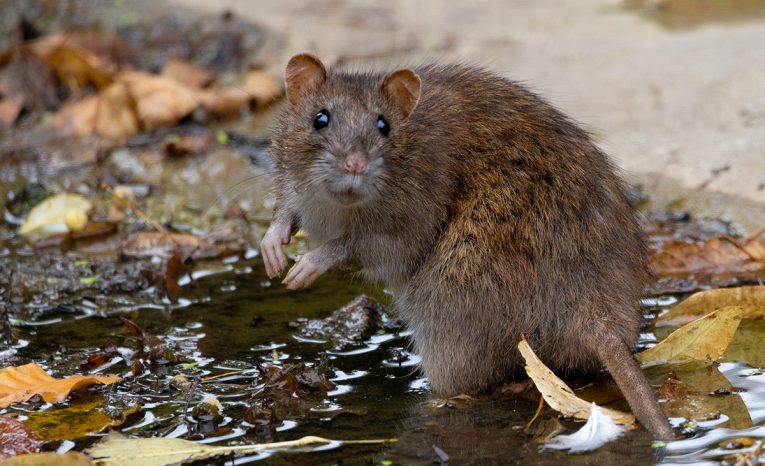 Toto sú zvieratá, ktoré neuveriteľným spôsobom pomáhajú ľudstvu a planéte samotnej 