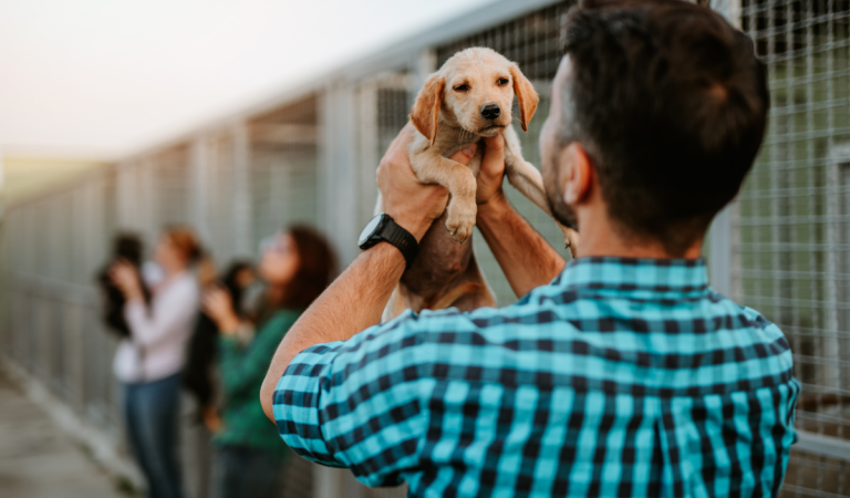 Výhody a nevýhody adoptovania zvierat z útulku. Na tieto veci si dávaj pozor